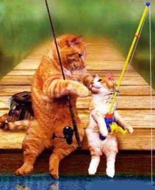 funny-cat-picture-fishing-cats.jpg