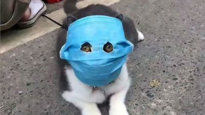 Animals-Face-Mask-ASIAWIRE-4.jpg