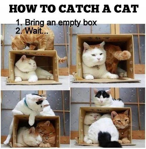 Catch a Cat.jpg