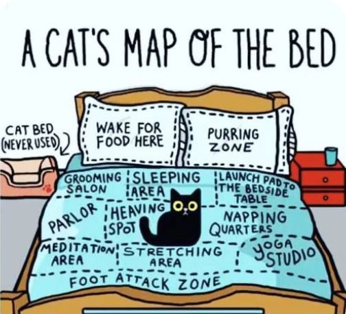 Map of Bed.JPG