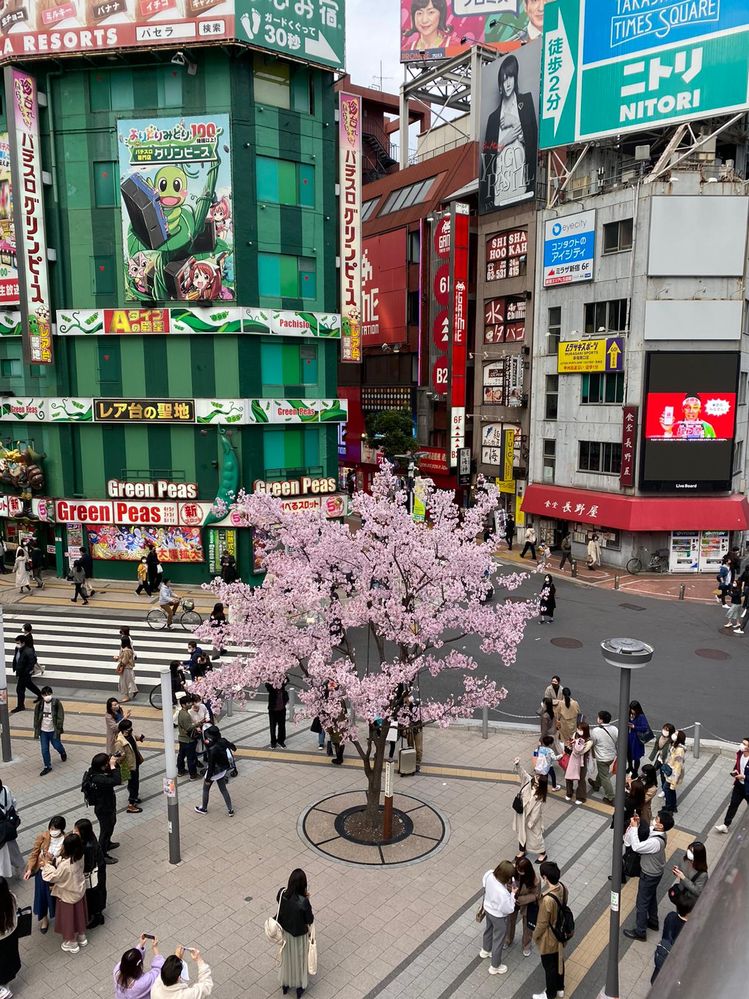 Tokyo Cherry Blossom.jpg
