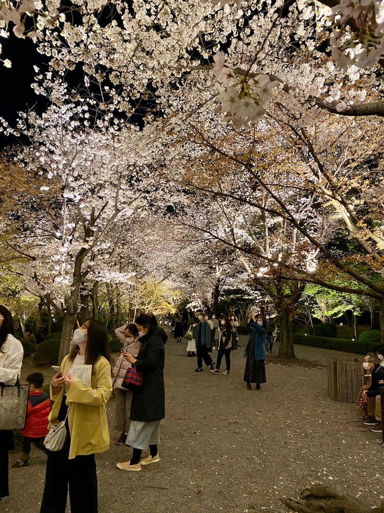 Kyoto cherry blossoms night 3.jpg