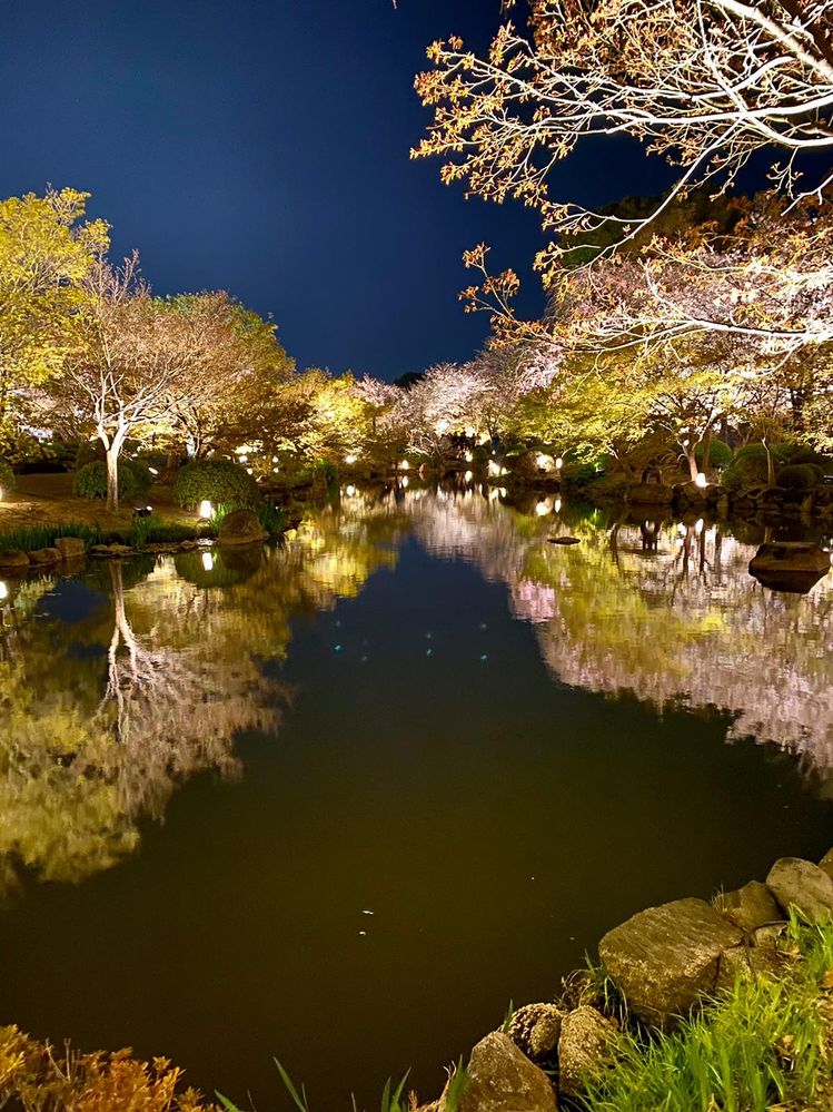 Kyoto cherry blossoms night 2.jpg