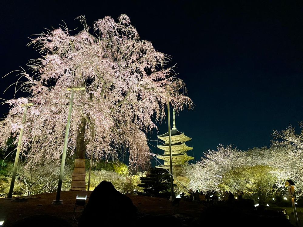 Kyoto cherry blossoms night 4.jpg