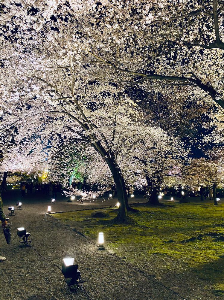 Kyoto cherry blossoms night 1.jpg