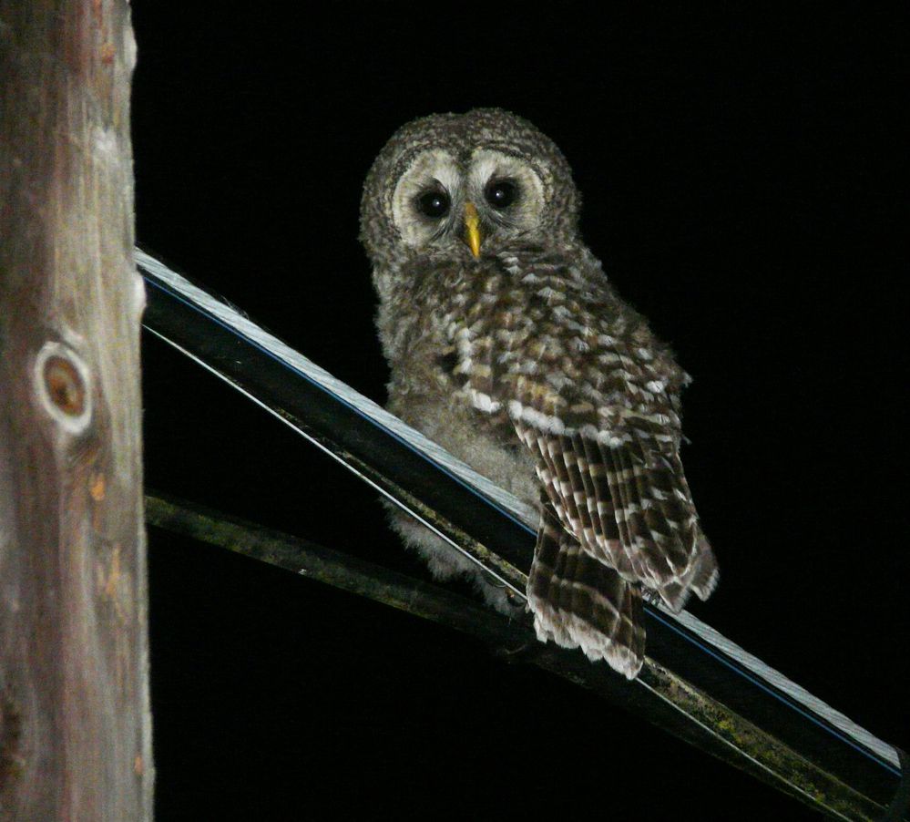 2009_0610 baby owl 1.JPG