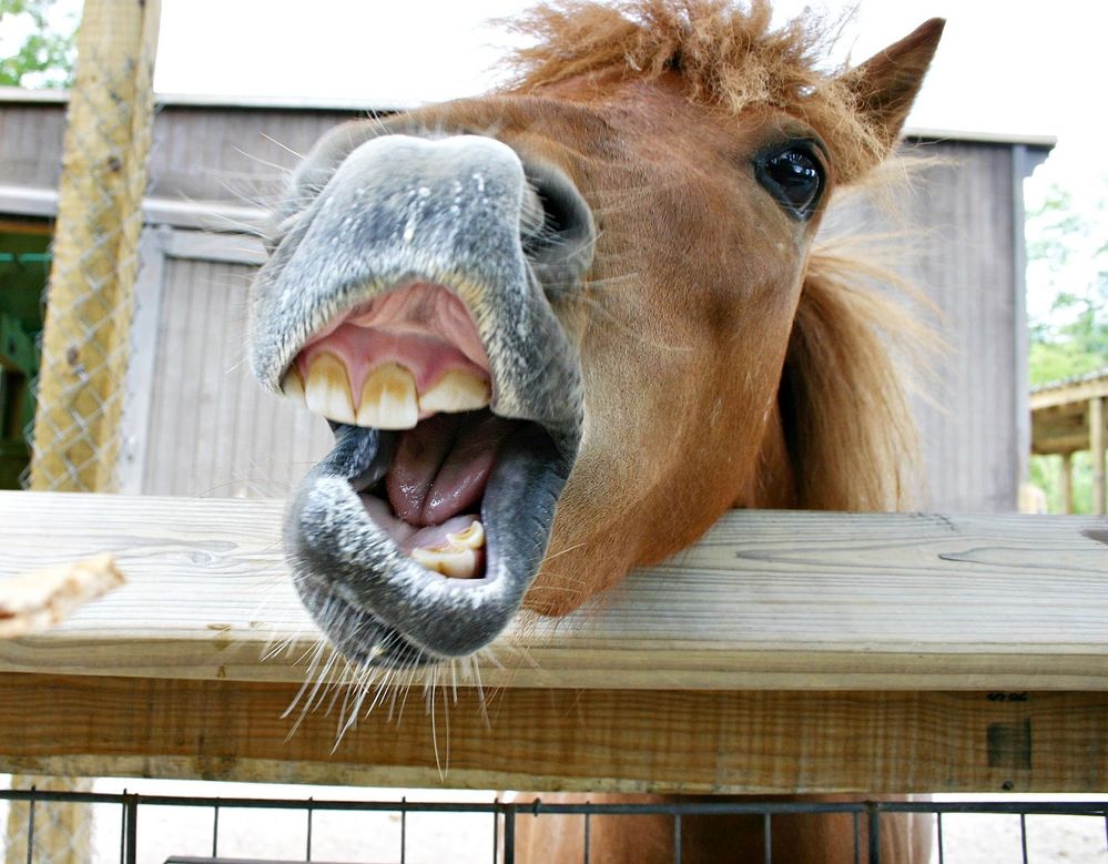 horsesmouth.jpg