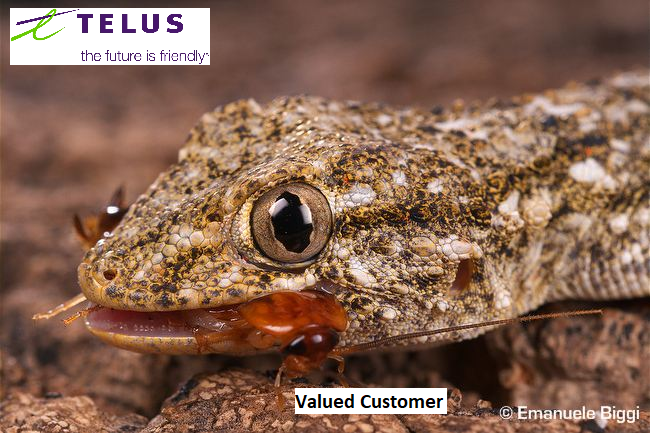 telusmeme4.png