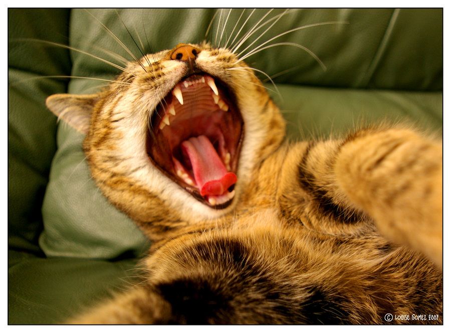 yaaaawn_by_silveranubis-dt9g75